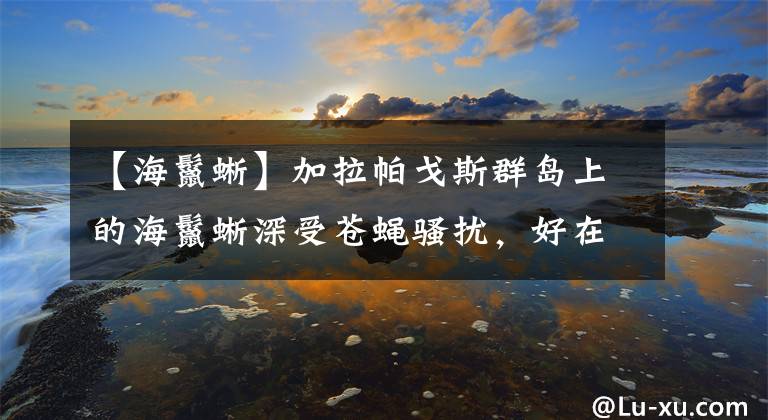 【海鬣蜥】加拉帕戈斯群岛上的海鬣蜥深受苍蝇骚扰，好在有“远房”兄弟帮忙