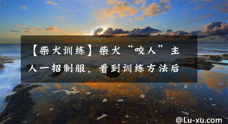 【柴犬训练】柴犬“咬人”主人一招制服，看到训练方法后，网友：学到了