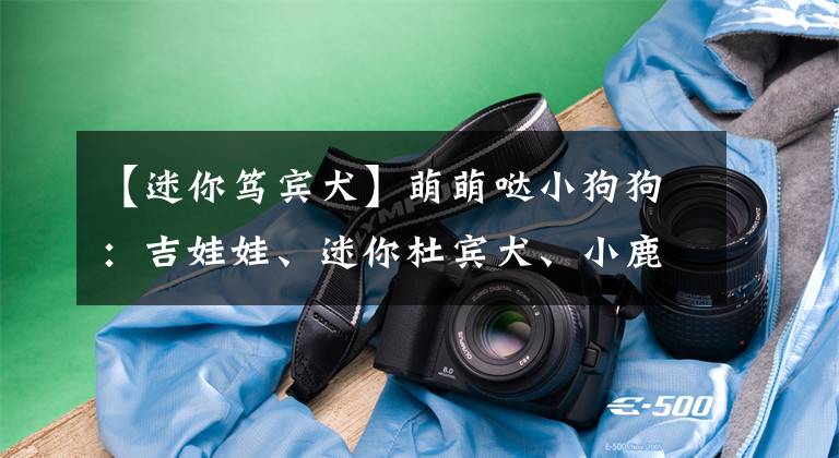 【迷你笃宾犬】萌萌哒小狗狗：吉娃娃、迷你杜宾犬、小鹿犬的区别