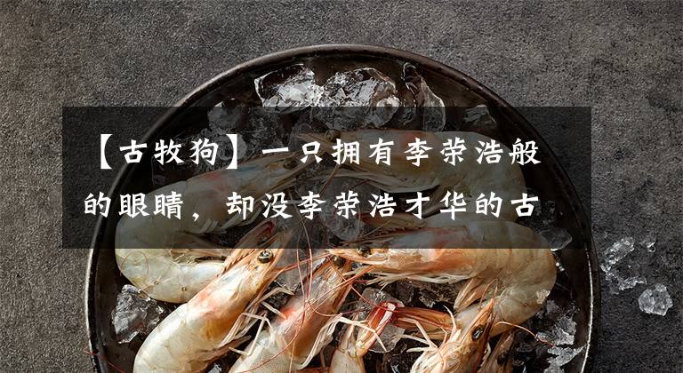 【古牧狗】一只拥有李荣浩般的眼睛，却没李荣浩才华的古牧。