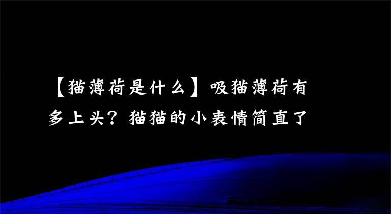 【猫薄荷是什么】吸猫薄荷有多上头？猫猫的小表情简直了，哈哈
