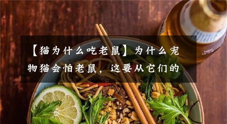 【猫为什么吃老鼠】为什么宠物猫会怕老鼠，这要从它们的食谱开始说起！