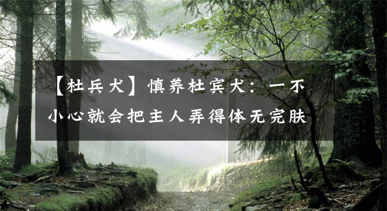 【杜兵犬】慎养杜宾犬：一不小心就会把主人弄得体无完肤