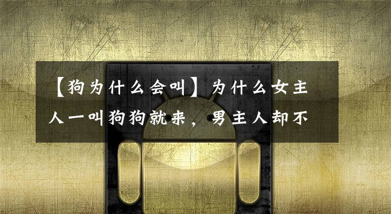 【狗为什么会叫】为什么女主人一叫狗狗就来，男主人却不行呢？原来跟这几点有关