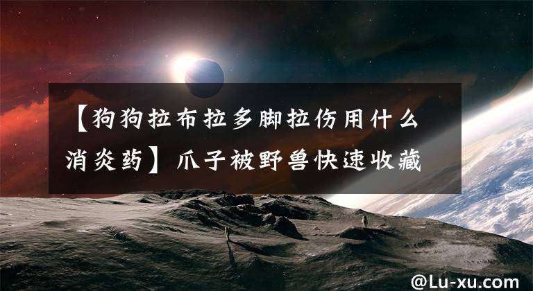 【狗狗拉布拉多脚拉伤用什么消炎药】爪子被野兽快速收藏，狗收集常用药品目录。