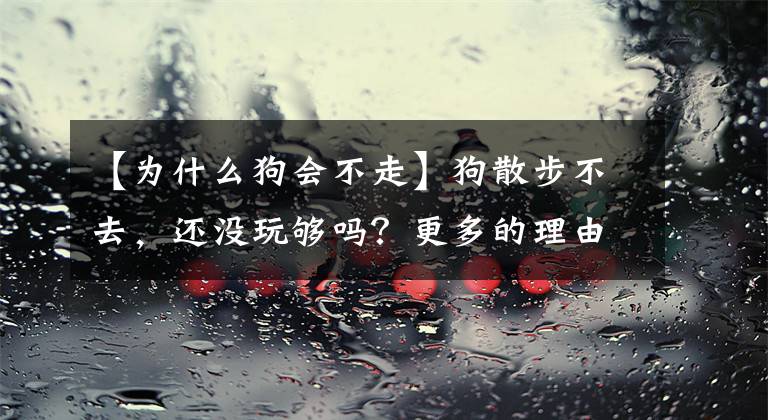 【为什么狗会不走】狗散步不去，还没玩够吗？更多的理由