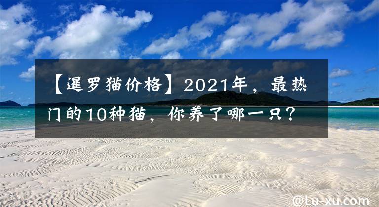 【暹罗猫价格】2021年，最热门的10种猫，你养了哪一只？