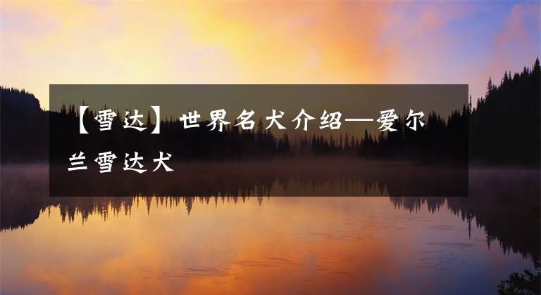 【雪达】世界名犬介绍—爱尔兰雪达犬