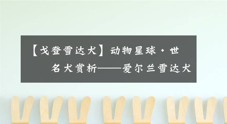 【戈登雪达犬】动物星球·世界名犬赏析——爱尔兰雪达犬！