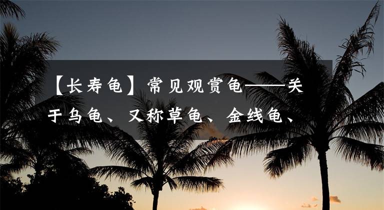 【长寿龟】常见观赏龟——关于乌龟、又称草龟、金线龟、长寿龟的小常识