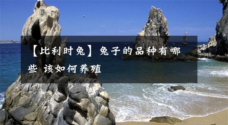 【比利时兔】兔子的品种有哪些 该如何养殖