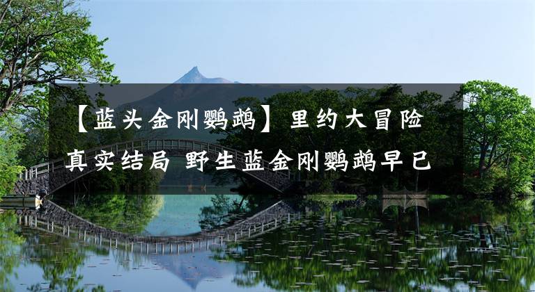 【蓝头金刚鹦鹉】里约大冒险真实结局 野生蓝金刚鹦鹉早已灭绝