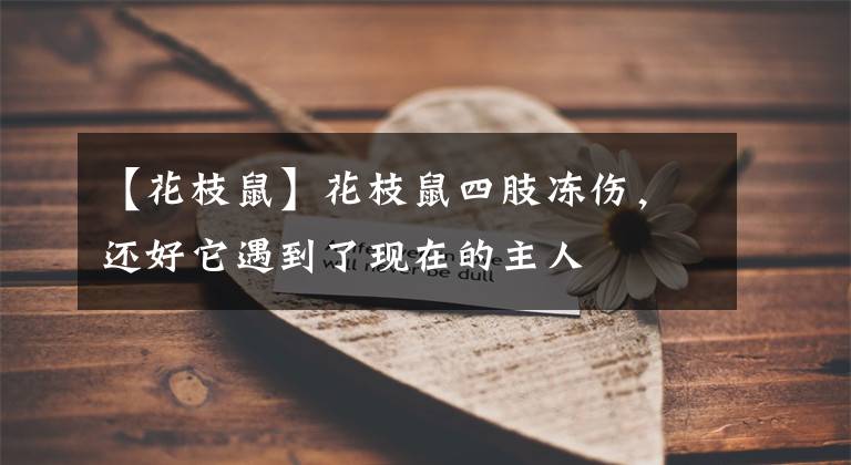 【花枝鼠】花枝鼠四肢冻伤，还好它遇到了现在的主人