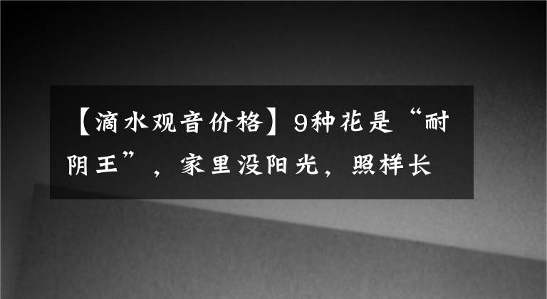 【滴水观音价格】9种花是“耐阴王”，家里没阳光，照样长得旺，贵气又漂亮