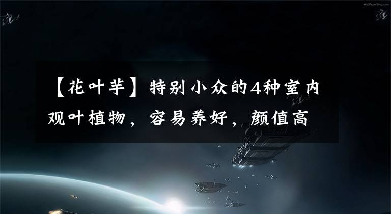 【花叶芋】特别小众的4种室内观叶植物，容易养好，颜值高，但很少人了解