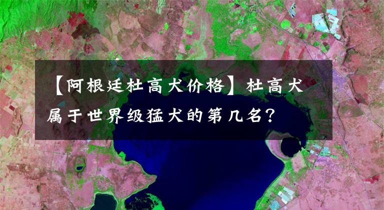 【阿根廷杜高犬价格】杜高犬属于世界级猛犬的第几名？