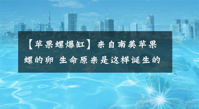 【苹果螺爆缸】来自南美苹果螺的卵 生命原来是这样诞生的