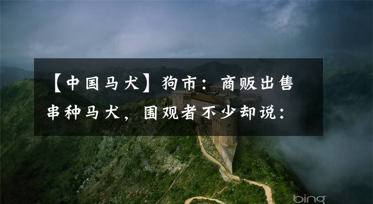 【中国马犬】狗市：商贩出售串种马犬，围观者不少却说：这就是土狗最多50！