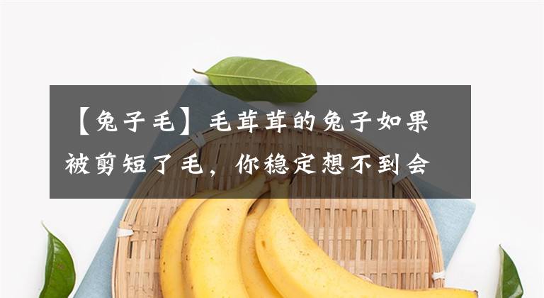 【兔子毛】毛茸茸的兔子如果被剪短了毛，你稳定想不到会是什么样子！