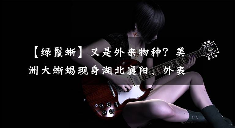 【绿鬣蜥】又是外来物种？美洲大蜥蜴现身湖北襄阳，外表凶猛，内心软弱