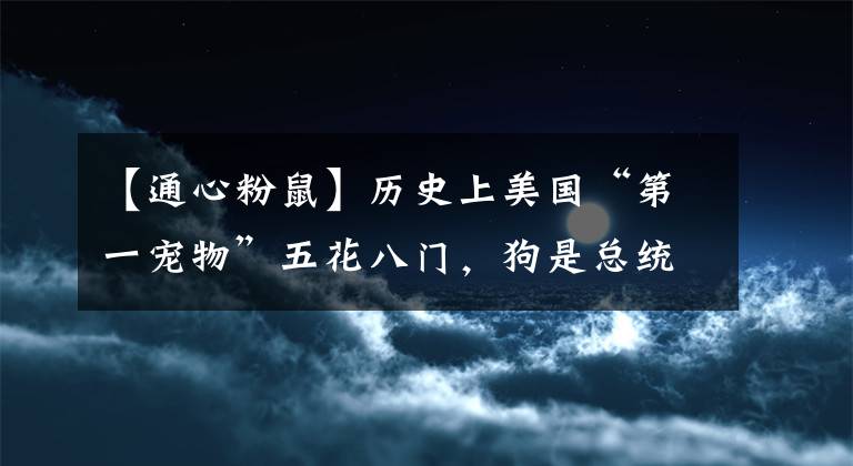 【通心粉鼠】历史上美国“第一宠物”五花八门，狗是总统们的最爱