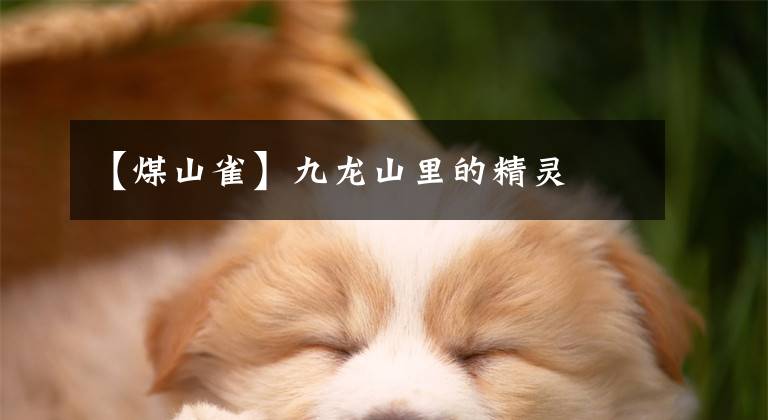 【煤山雀】九龙山里的精灵