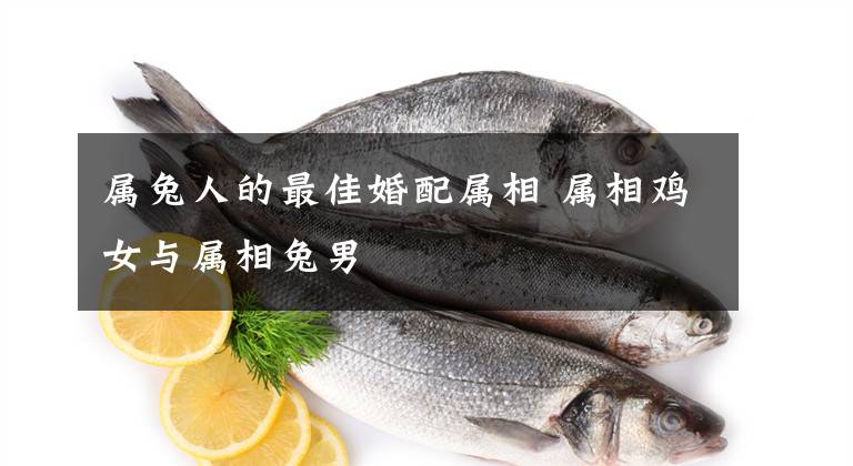 属兔人的最佳婚配属相 属相鸡女与属相兔男