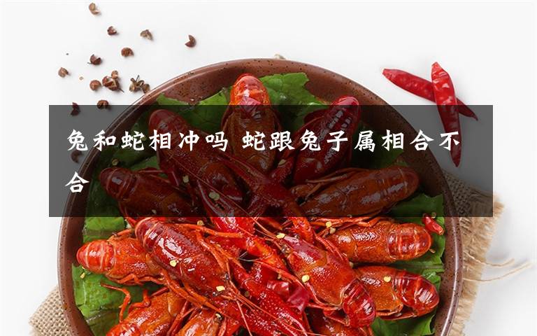 兔和蛇相冲吗 蛇跟兔子属相合不合