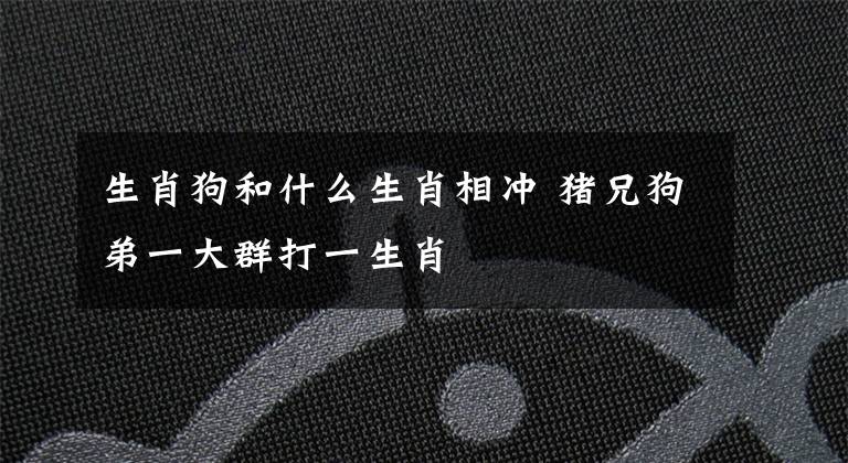 生肖狗和什么生肖相冲 猪兄狗弟一大群打一生肖