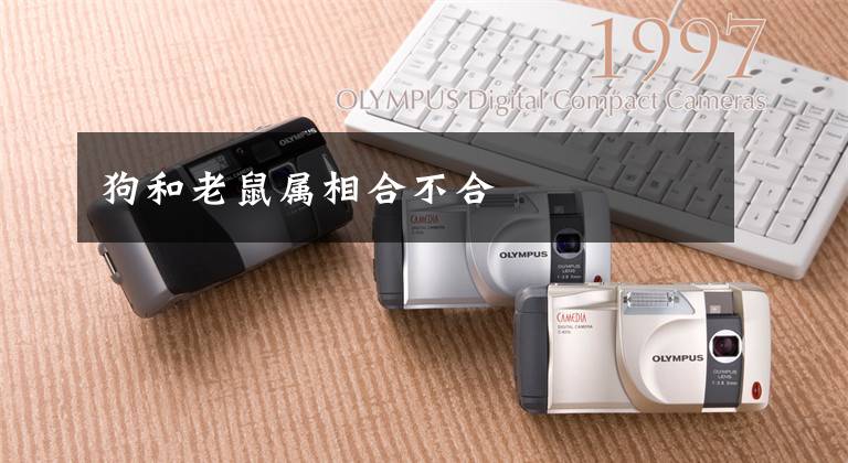 狗和老鼠属相合不合