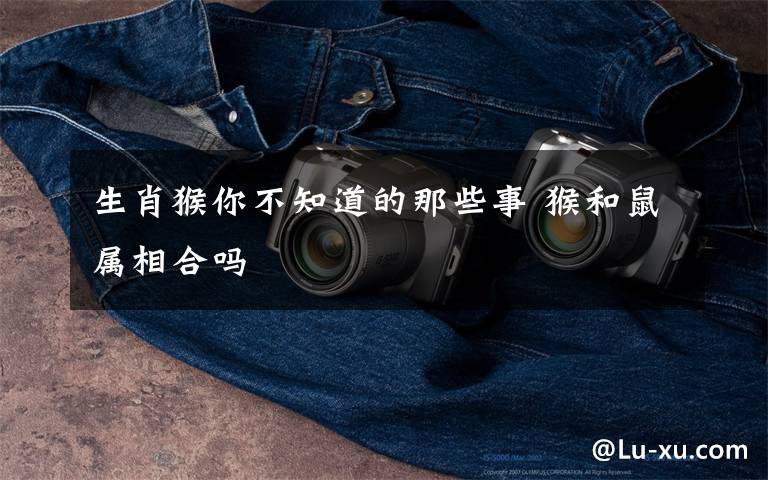 生肖猴你不知道的那些事 猴和鼠属相合吗