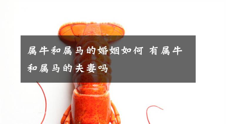 属牛和属马的婚姻如何 有属牛和属马的夫妻吗