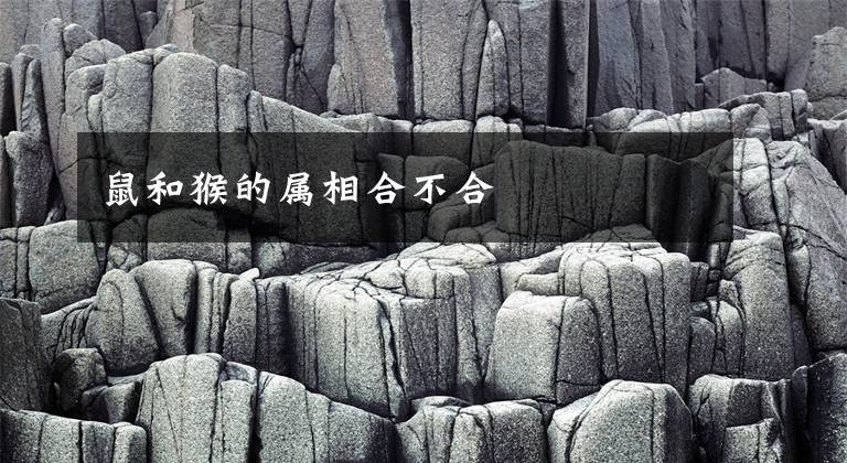 鼠和猴的属相合不合