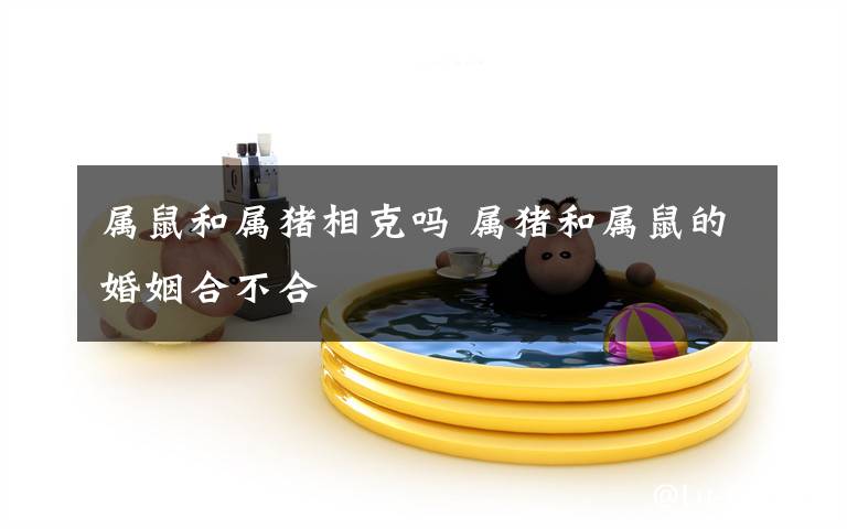 属鼠和属猪相克吗 属猪和属鼠的婚姻合不合