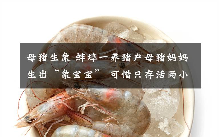 母猪生象 蚌埠一养猪户母猪妈妈生出“象宝宝” 可惜只存活两小时