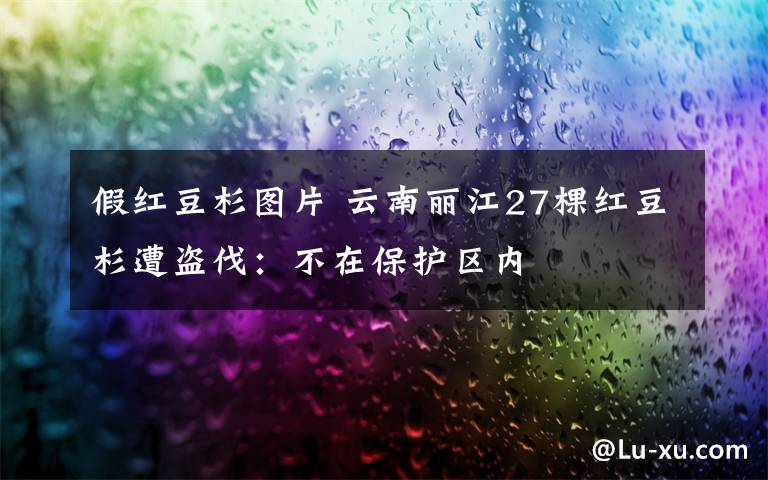 假红豆杉图片 云南丽江27棵红豆杉遭盗伐：不在保护区内