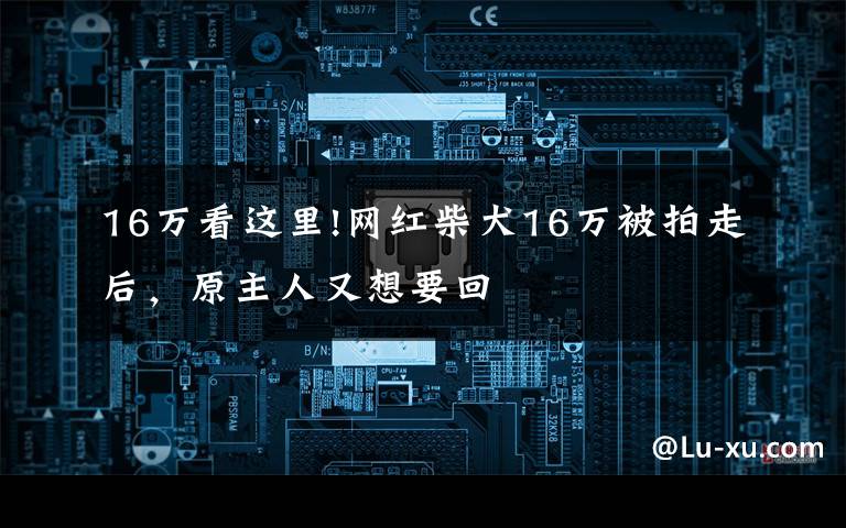 16万看这里!网红柴犬16万被拍走后，原主人又想要回