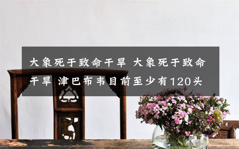 大象死于致命干旱 大象死于致命干旱 津巴布韦目前至少有120头大象死亡
