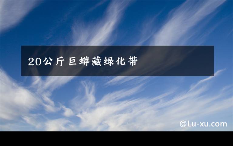 20公斤巨蟒藏绿化带