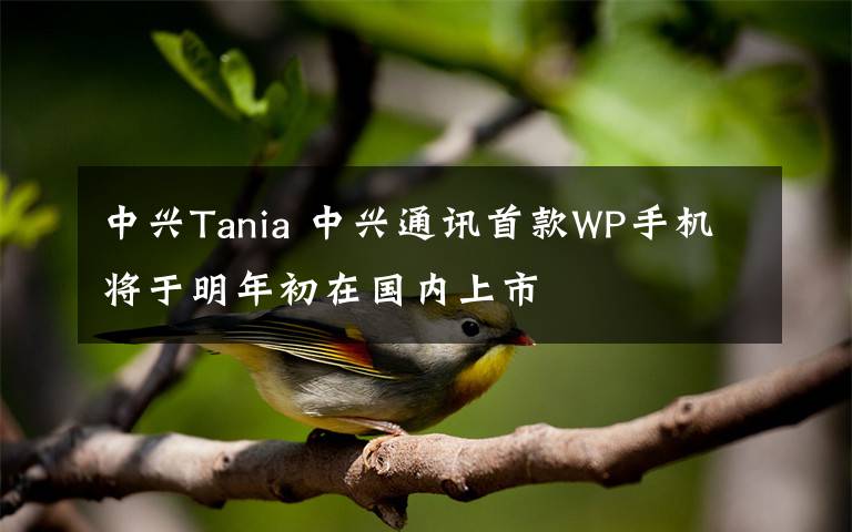 中兴Tania 中兴通讯首款WP手机将于明年初在国内上市