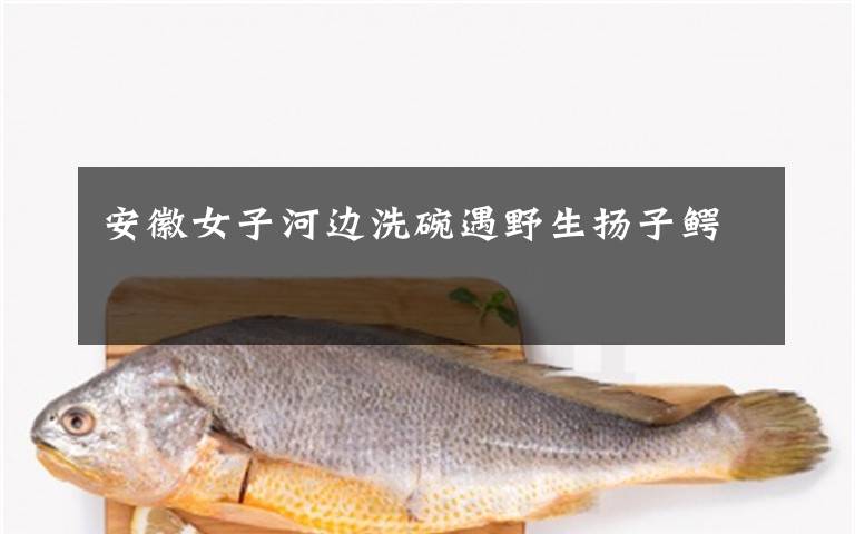 安徽女子河边洗碗遇野生扬子鳄