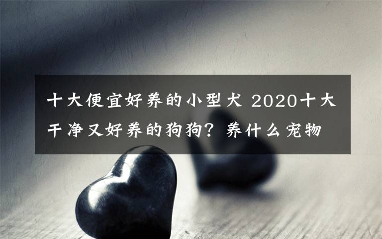 十大便宜好养的小型犬 2020十大干净又好养的狗狗？养什么宠物好十强排行榜