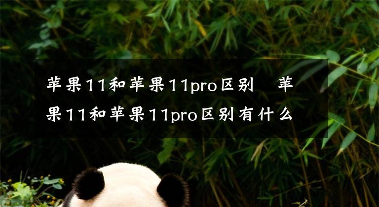 苹果11和苹果11pro区别 苹果11和苹果11pro区别有什么