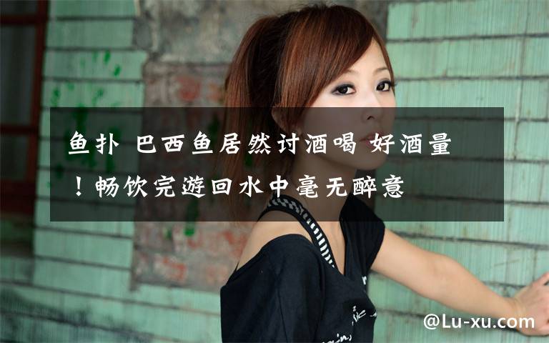 鱼扑 巴西鱼居然讨酒喝 好酒量！畅饮完游回水中毫无醉意