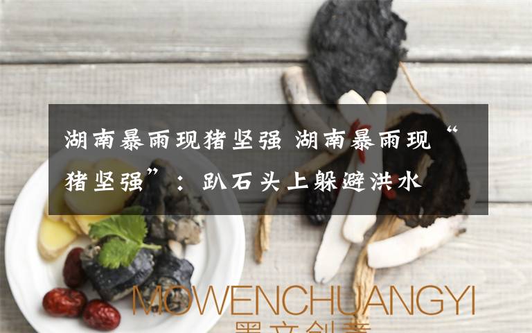 湖南暴雨现猪坚强 湖南暴雨现“猪坚强”：趴石头上躲避洪水