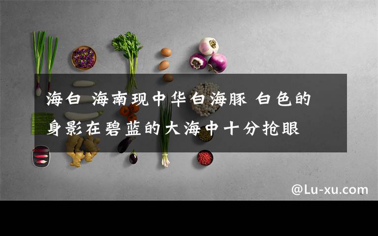 海白 海南现中华白海豚 白色的身影在碧蓝的大海中十分抢眼