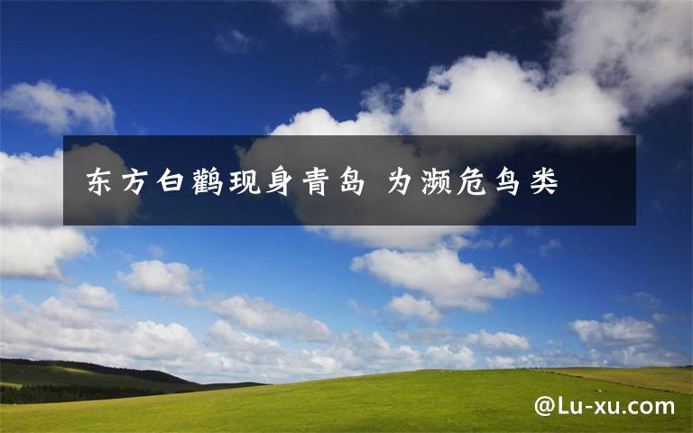 东方白鹳现身青岛 为濒危鸟类