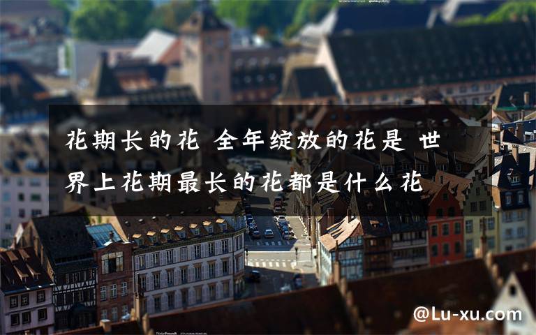 花期长的花 全年绽放的花是 世界上花期最长的花都是什么花