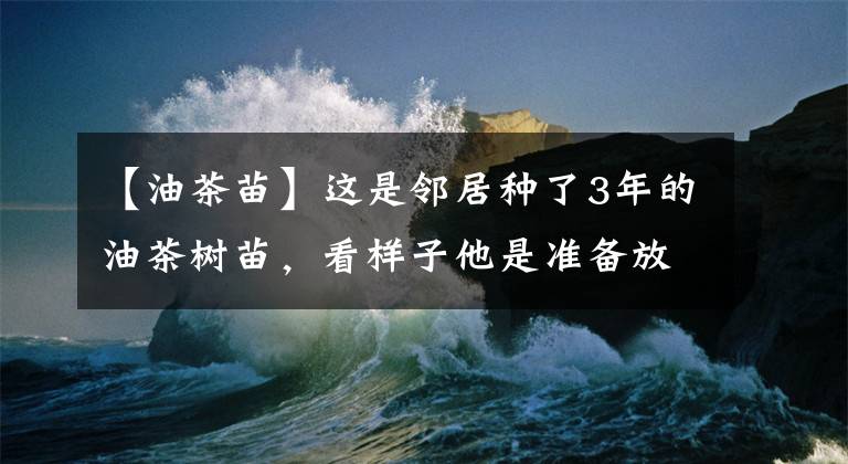 【油茶苗】这是邻居种了3年的油茶树苗，看样子他是准备放弃了