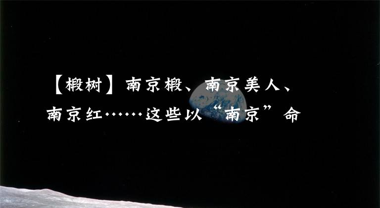 【椴树】南京椴、南京美人、南京红……这些以“南京”命名的树你都认识吗？